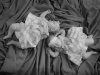 Perth Photographer | Cooper Studio