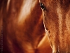 horse-photography-in-perth
