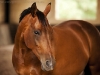 Horse Portrait