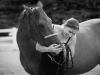 horse-photography-perth
