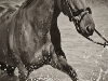 wa-horse-photography
