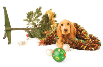 photo of dog, chrustmas stree